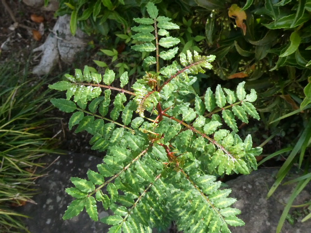 山椒の葉