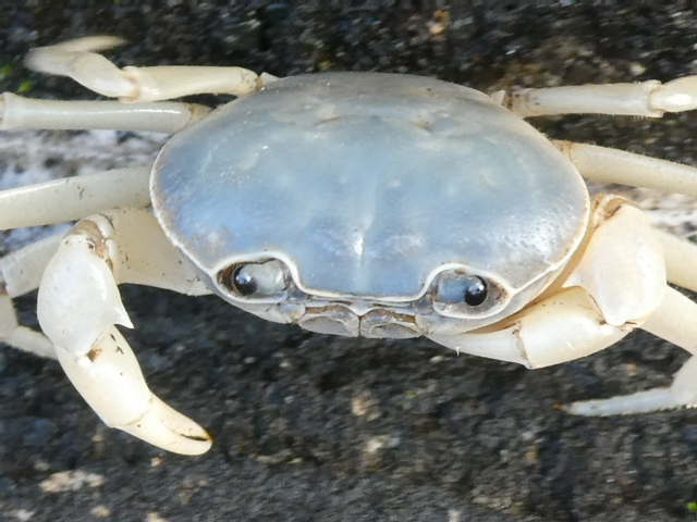 サワガニ